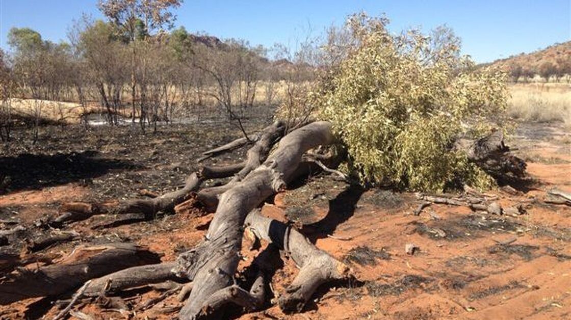 One of the "ghost gums," which fell to the ground after being set afire.