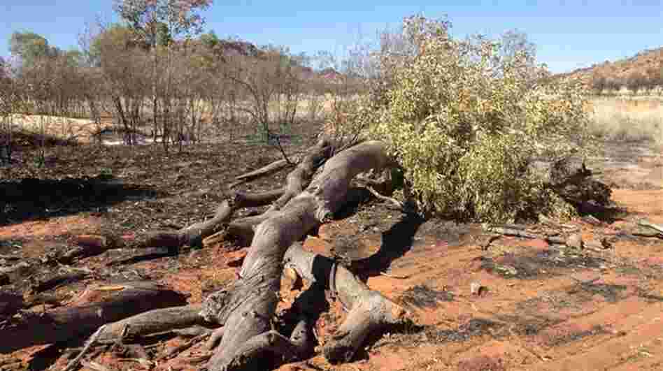 One of the "ghost gums," which fell to the ground after being set afire.