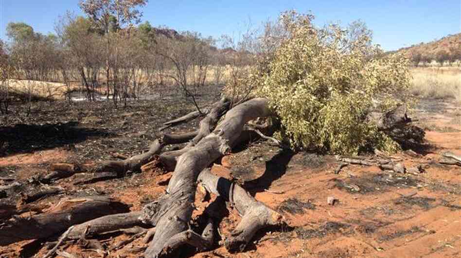 One of the "ghost gums," which fell to the ground after being set afire.