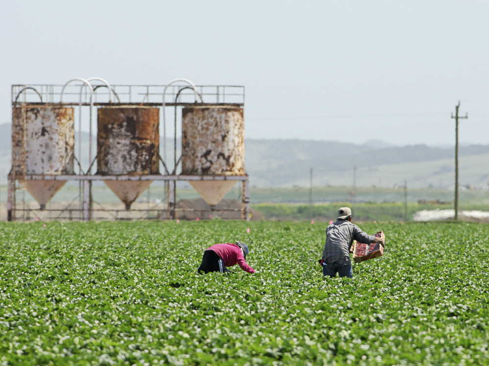 Farmworkers like these in California picking produce may soon be required by the FDA to take more precautions against spreading foodborne illness.
