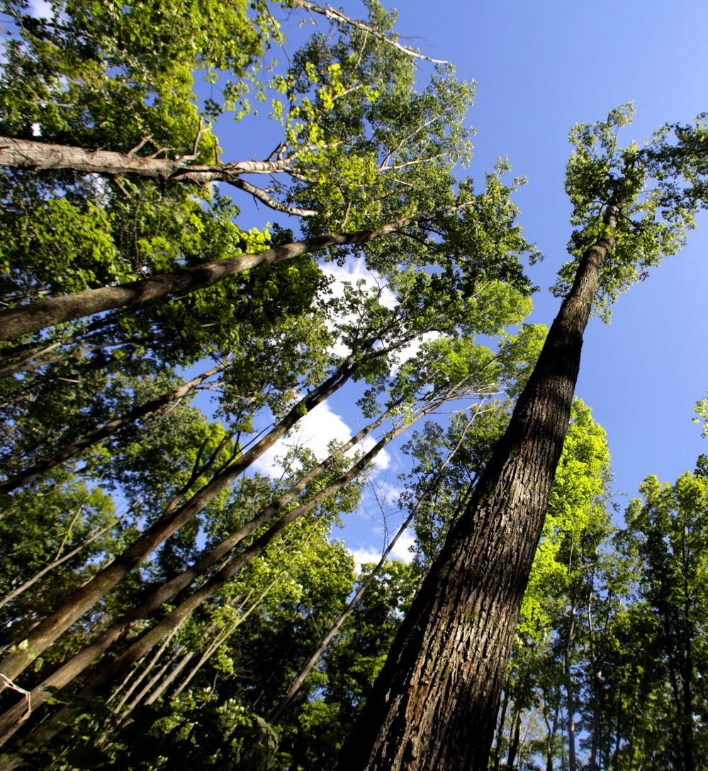 Aspen trees tower overhead in Chequamegon-Nicolet National Forest in northern Wisconsin. Aspen trees tower overhead in Chequamegon-Nicolet National Forest in northern Wisconsin.