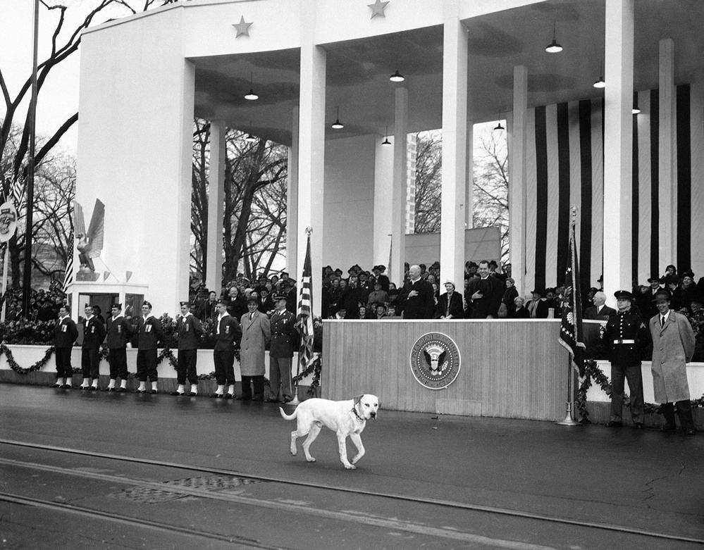 Vice President Richard Nixon laughed as a stray dog joined the parade. Vice President Richard Nixon laughed as a stray dog joined the parade.