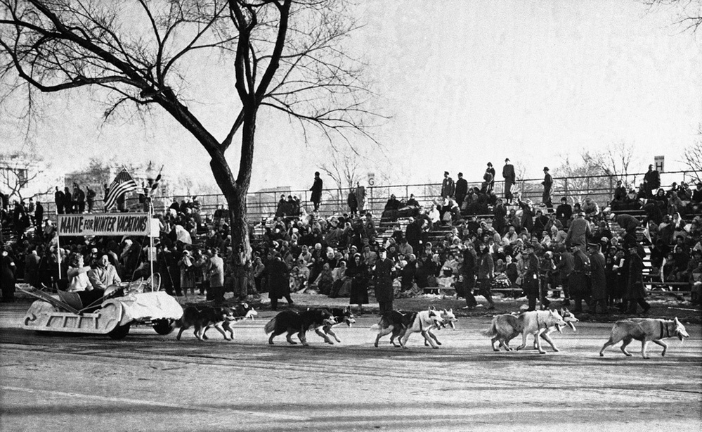 In 1961, when President John F. Kennedy was inaugurated, dogs were again part of the show. This time, Alaskan huskies pulled the State of Maine float along Constitution Ave. In 1961, when President John F. Kennedy was inaugurated, dogs were again part of the show. This time, Alaskan huskies pulled the State of Maine float along Constitution Ave.