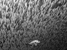 "I was surrounded by thousands of fish that moved in synchrony because of the predation that was happening. It was an incredible experience." "I was surrounded by thousands of fish that moved in synchrony because of the predation that was happening. It was an incredible experience."