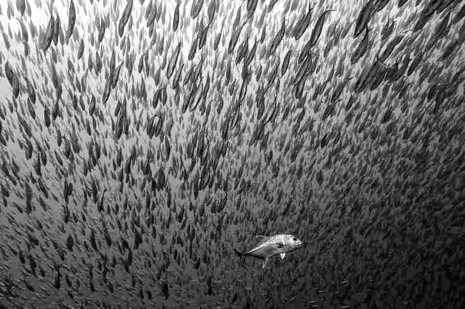 "I was surrounded by thousands of fish that moved in synchrony because of the predation that was happening. It was an incredible experience."
