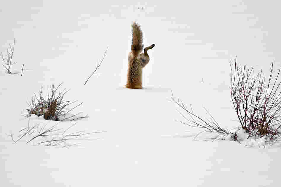 "With his exceptional hearing, a red fox has targeted a mouse hidden under 2 feet of crusted snow. Springing high in the air he breaks through the crusted spring snow with his nose, and his body is completely vertical as he grabs the mouse under the snow."