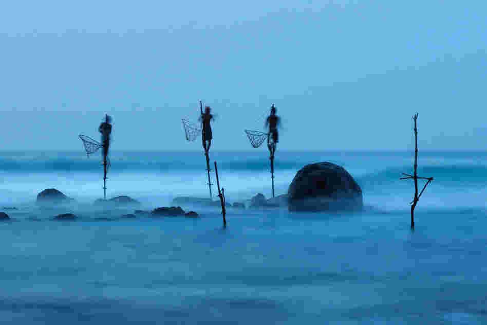 "Stilt fishing is a typical fishing technique only seen in Sri Lanka. The fishermen sit on a cross bar called a petta tied to a vertical pole planted into the coral reef."