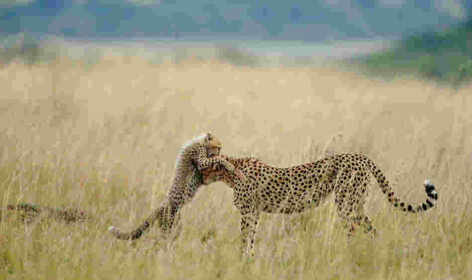 "I was very lucky of sighting and photographing Malaika, the name of female Cheetah, and her cub."