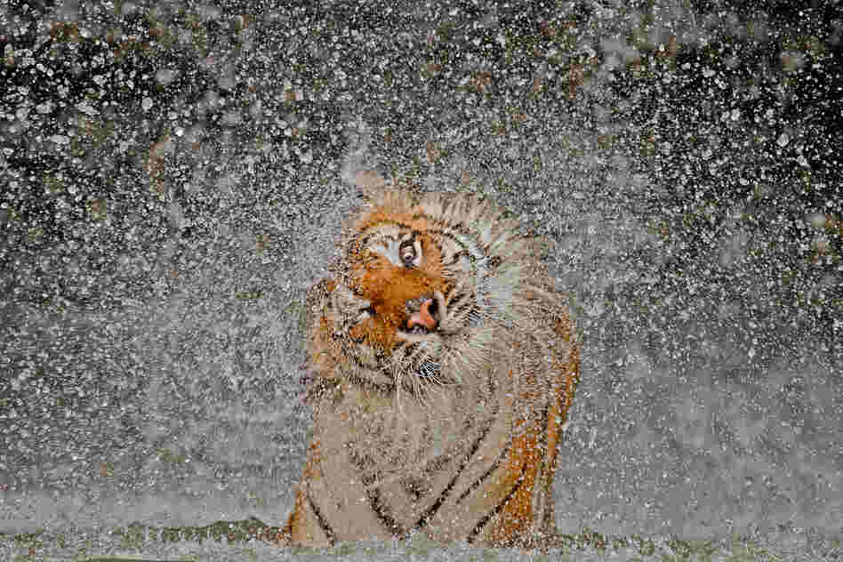 "The subject's name is Busaba, a well-cared-for Indochinese Tigress, whose home is at Khao Kheow Open Zoo, Thailand."