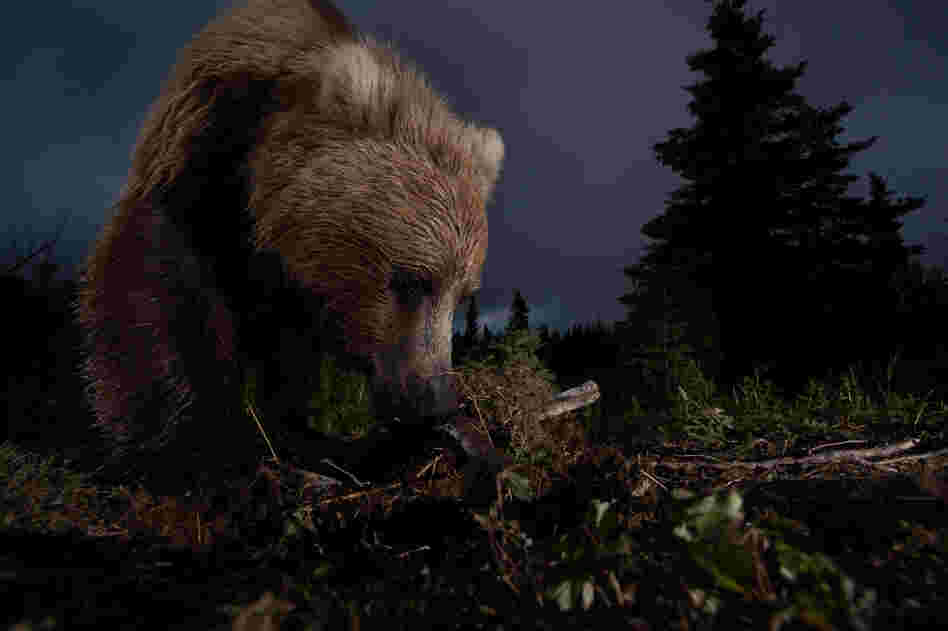 "This photo of a wild, Alaskan, brown bear digging on a game trail was taken with a homemade motion-controlled triggering device hooked up to my DSLR."