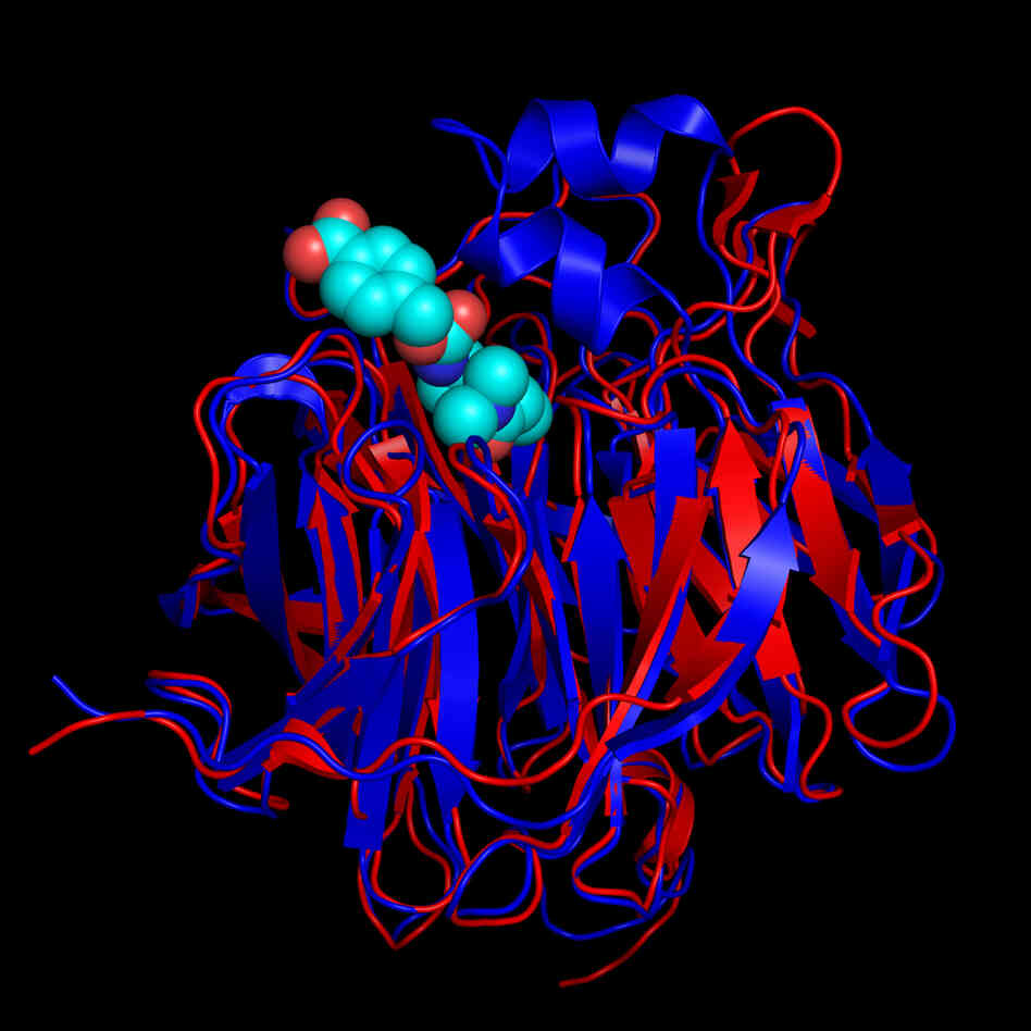 Students at the University of Washington used a protein-folding program initially funded by the Defense Advanced Research Projects Agency to come up with a treatment for celiac disease.