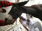 A donkey bitten by a hyena is checked by a veterinarian as the owner calms the animal at The Donkey Sanctuary, a clinic near Ethiopia's capital, Addis Ababa, in 2005. A donkey bitten by a hyena is checked by a veterinarian as the owner calms the animal at The Donkey Sanctuary, a clinic near Ethiopia's capital, Addis Ababa, in 2005.