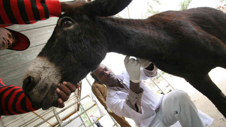 A donkey bitten by a hyena is checked by a veterinarian as the owner calms the animal at The Donkey Sanctuary, a clinic near Ethiopia's capital, Addis Ababa, in 2005.
