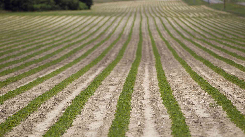 Peanut plants grow on a Halifax, N.C., farm that received federal subsidies in 2011.