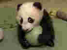 Panda cub Xiao Liwu was eager to play with a plastic ball during an exam last month. He made his public debut at the San Diego Zoo on Thursday.