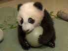 Panda cub Xiao Liwu was eager to play with a plastic ball during an exam last month. He made his public debut at the San Diego Zoo on Thursday.
