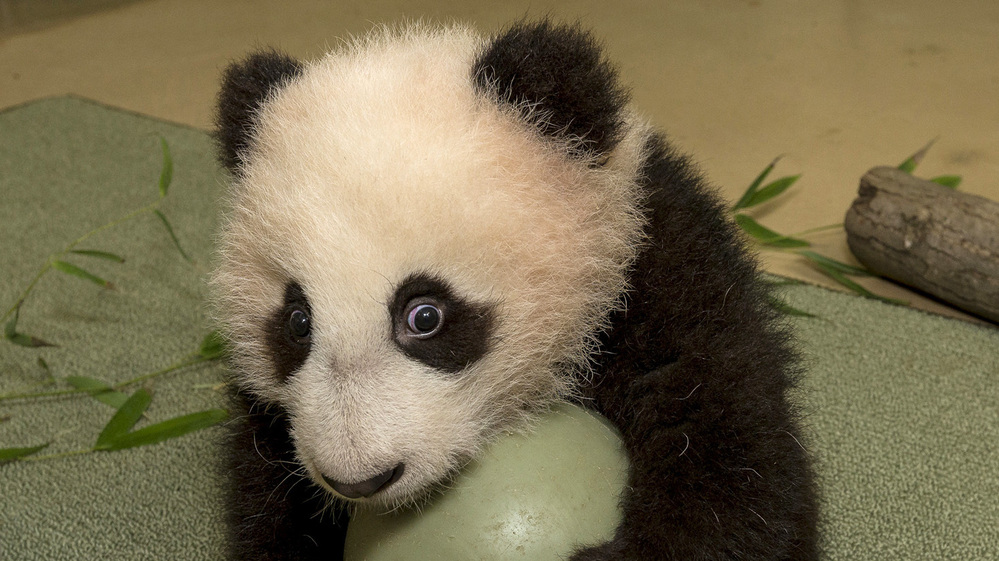 Panda cub Xiao Liwu was eager to play with a plastic ball during an exam last month. He made his public debut at the San Diego Zoo on Thursday. Panda cub Xiao Liwu was eager to play with a plastic ball during an exam last month. He made his public debut at the San Diego Zoo on Thursday.