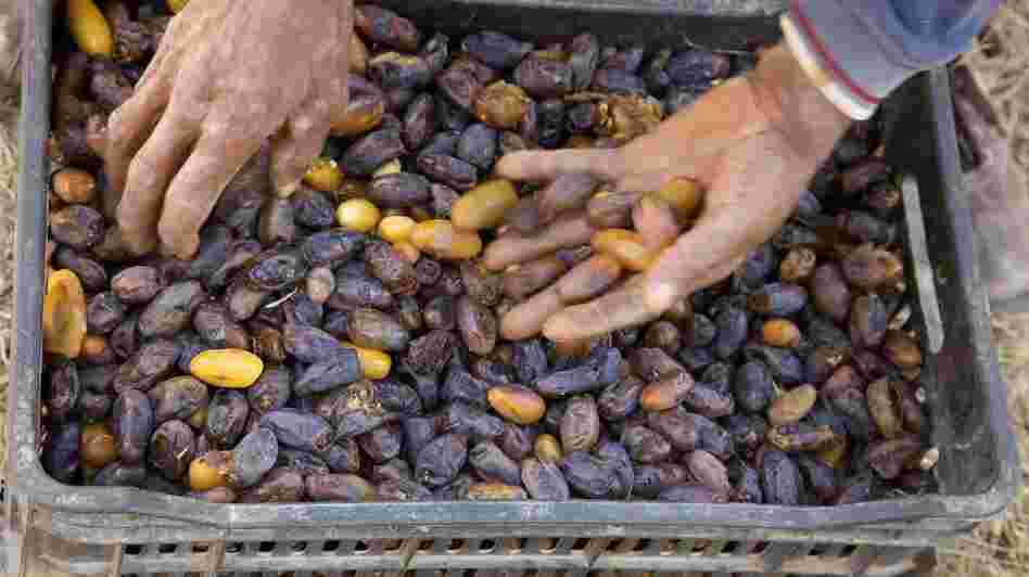 A Moroccan date harvester sorts his yield, which was well above average this year.