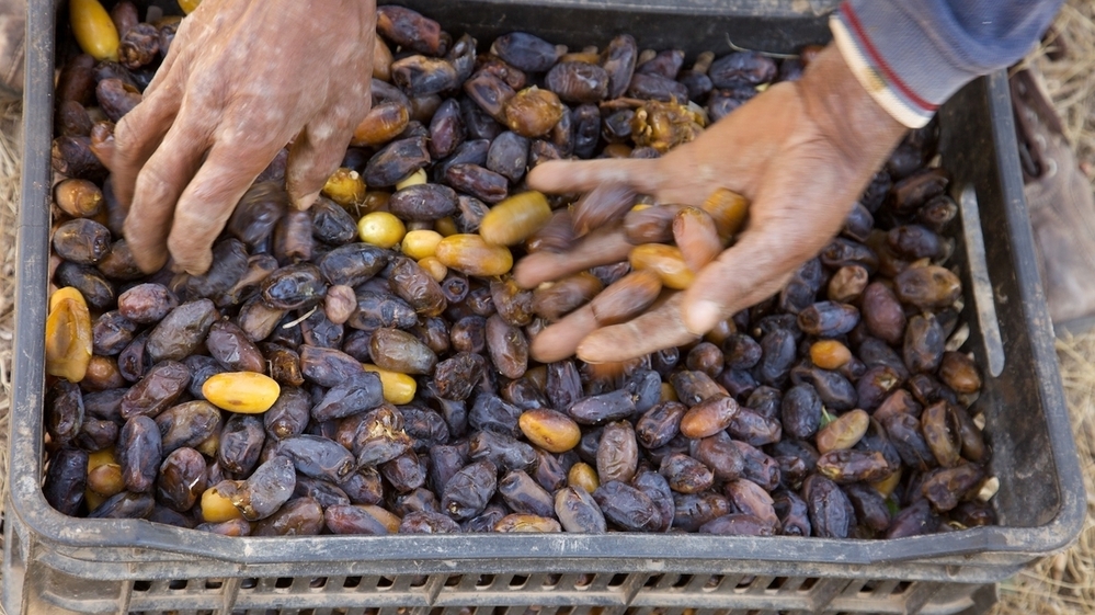 A Moroccan date harvester sorts his yield, which was well above average this year. A Moroccan date harvester sorts his yield, which was well above average this year.