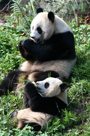 Tai Shan and his mother, Mei Xiang, enjoy frozen fruit treats at the National Zoo in 2006.