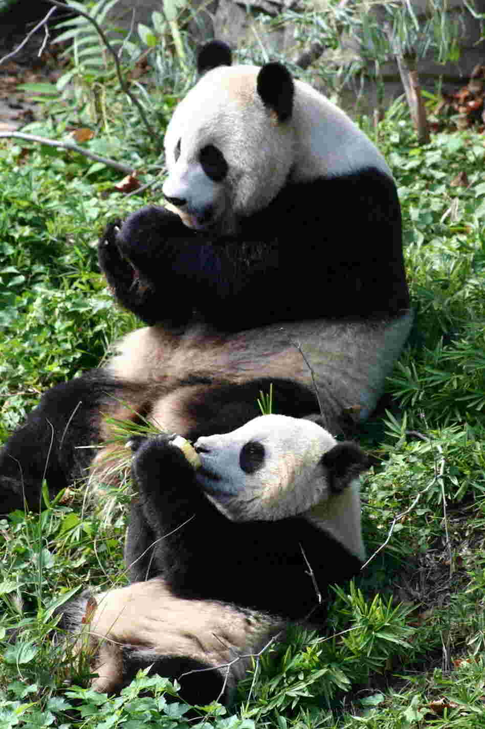 Tai Shan and his mother, Mei Xiang, enjoy frozen fruit treats at the National Zoo in 2006. Tai Shan and his mother, Mei Xiang, enjoy frozen fruit treats at the National Zoo in 2006.