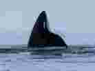 From Canada's CTV: a screen image of one whale surfacing at the small hole where the pod could get air before it managed to escape its icy trap.