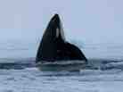 From Canada's CTV: a screen image of one whale surfacing at the small hole where the pod could get air before it managed to escape its icy trap.