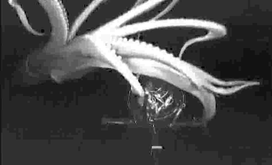 A giant squid is attracted to the "e-jellyfish," a bioluminescent lure invented by marine biologist Edie Widder.