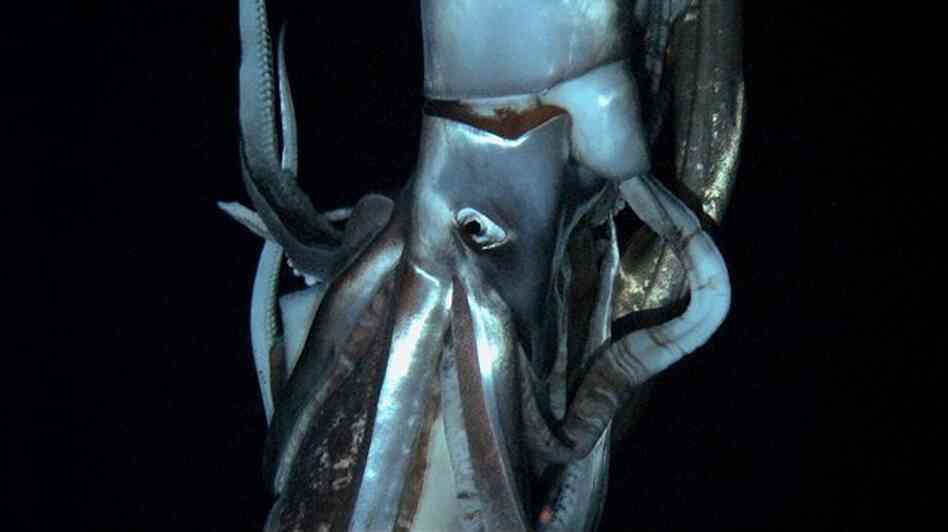 A giant squid stars in this still image taken from the footage Edie Widder shot. It's the first-ever video of these giant squids, and it'll debut in a Discovery Channel documentary airing in late January.