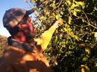 James Truman inspects a grapefruit tree for frost damage on his 21-acre citrus farm northwest of Phoenix. James Truman inspects a grapefruit tree for frost damage on his 21-acre citrus farm northwest of Phoenix.