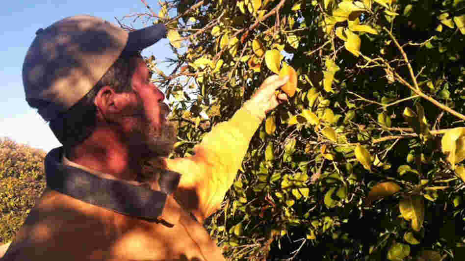 James Truman inspects a grapefruit tree for frost damage on his 21-acre citrus farm northwest of Phoenix.