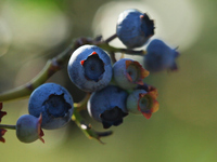 Regular consumption of blueberries, such as these found at Butler's Orchard in Maryland, may prevent heart attacks in middle-aged women.