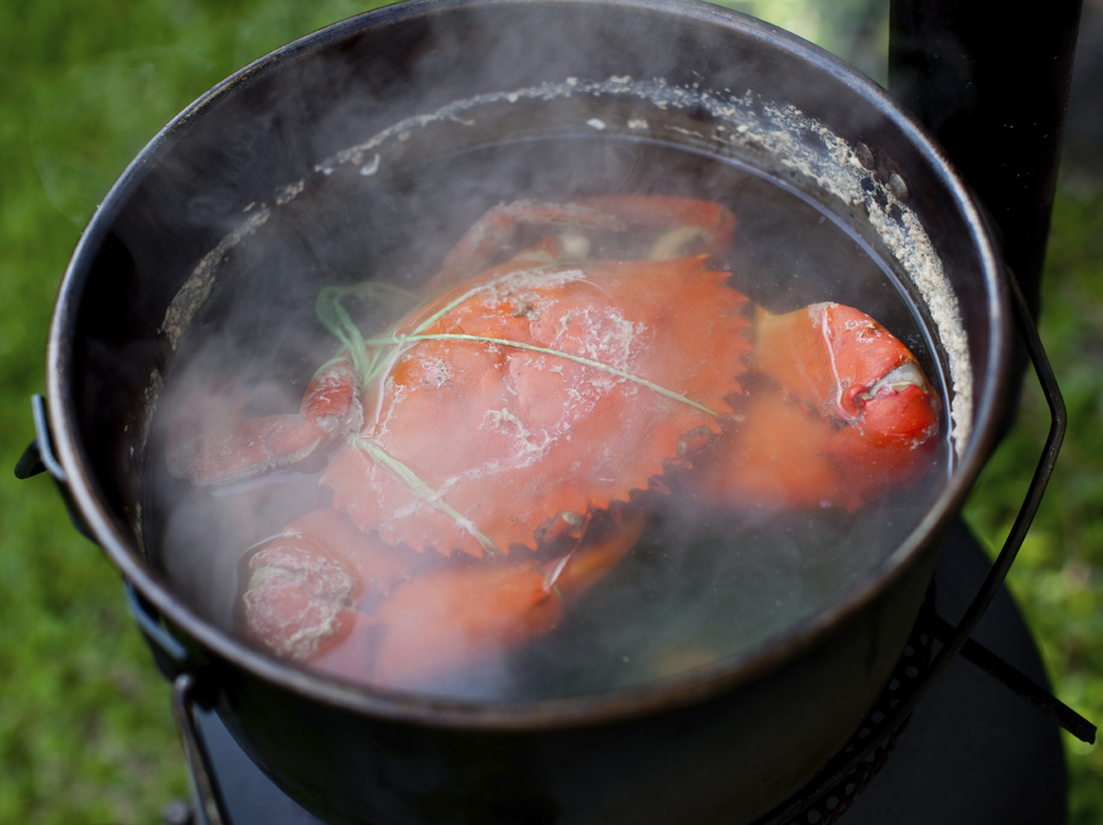 Boiling is the easiest way to dispatch a crustacean, but there are some signs that the creatures can feel pain. Boiling is the easiest way to dispatch a crustacean, but there are some signs that the creatures can feel pain.