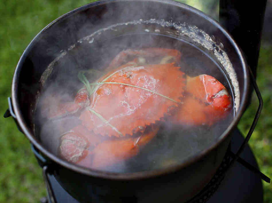 Boiling is the easiest way to dispatch a crustacean, but there are some signs that the creatures can feel pain.