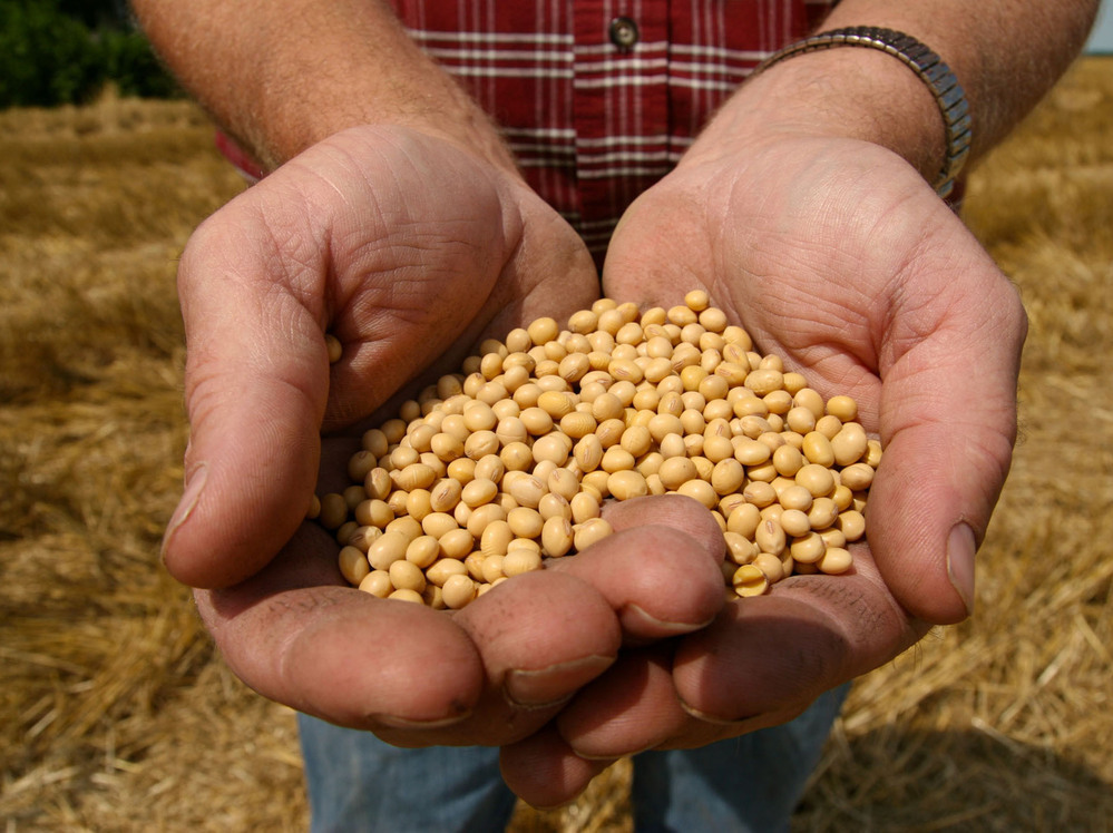 A farmer holding Monsanto's Roundup Ready soybean seeds at his family farm in Bunceton, Mo. A farmer holding Monsanto's Roundup Ready soybean seeds at his family farm in Bunceton, Mo.