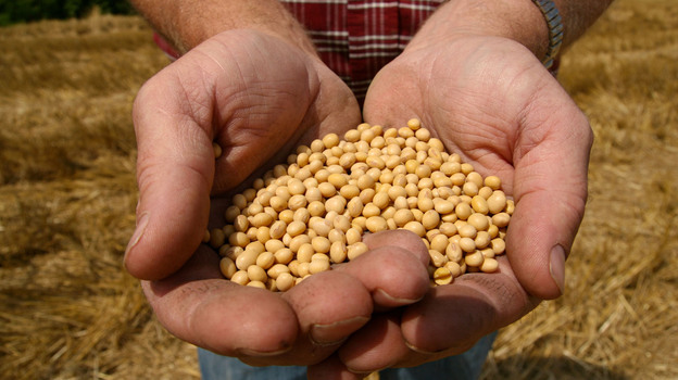A farmer holds Monsanto's Roundup Ready soybean seeds at his family farm in Bunceton, Mo. (AP)