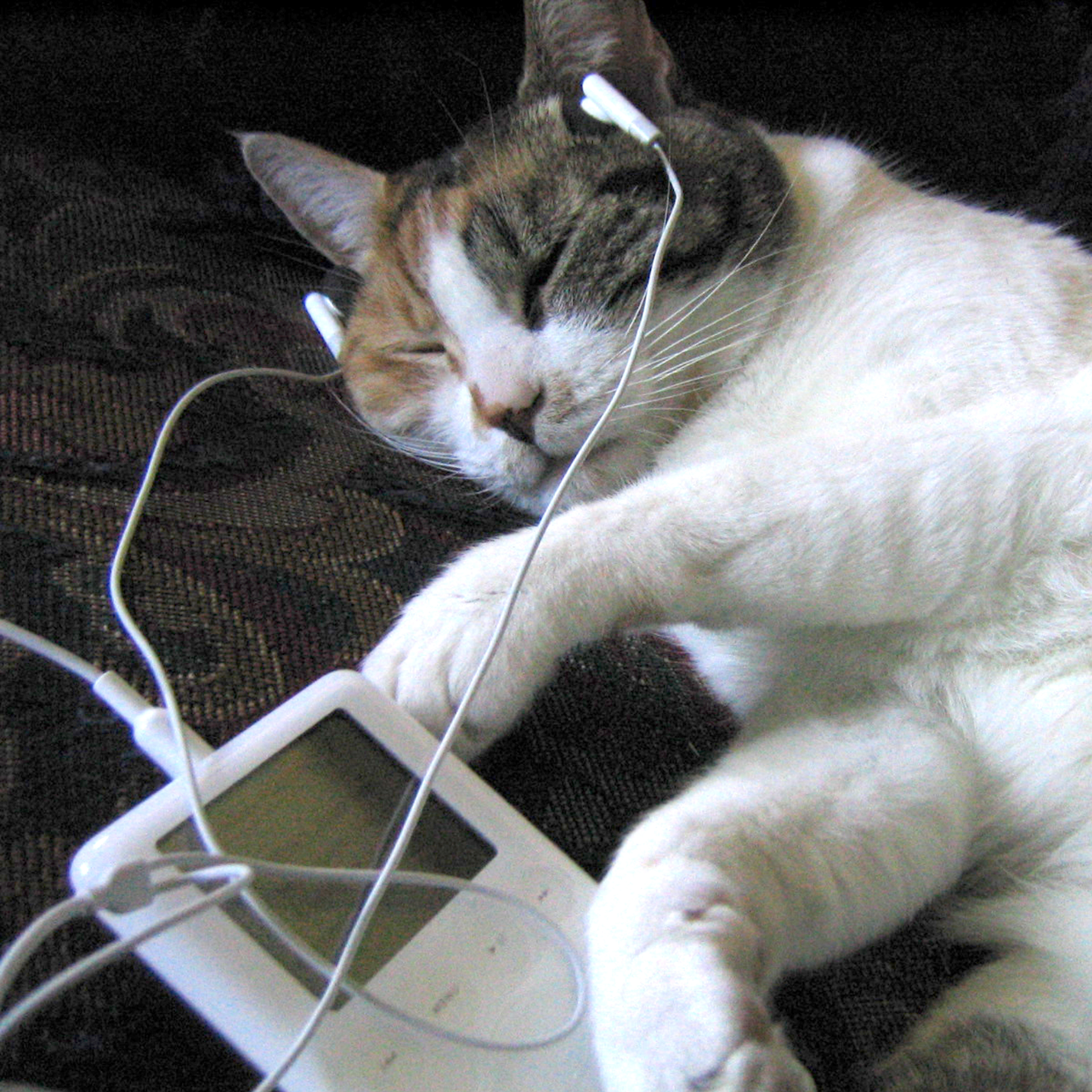 Oregon-born kitty Mercedes was the family pet of This Is NPR Editor Emily Hellewell and an advocate for her choice station, OPB. And while she's no longer with us, it should be noted that Mercedes was in fact an early adopter of podcasting, tuning in on what some may recognize as an iPod from the early 2000s. This may make you wonder, which came first, this photo or the idea for this giveaway?