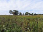 Vegetation like the kind growing here at Michigan State University's Kellogg Biological Station could one day be used to feed small biofuel refineries spread throughout the Midwest. Vegetation like the kind growing here at Michigan State University's Kellogg Biological Station could one day be used to feed small biofuel refineries spread throughout the Midwest.