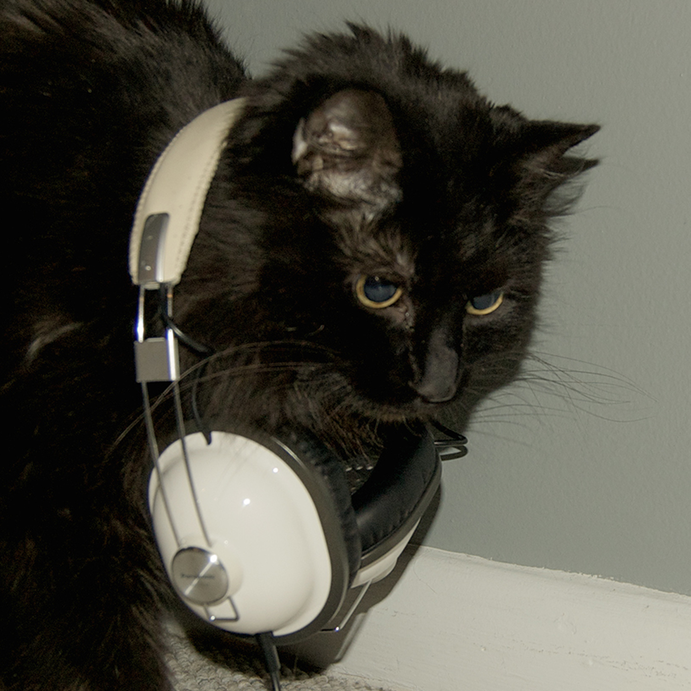 Fashion forward feline Tyler not only makes color blocking accessible for men, but also debunks superstition by serving as a good-luck charm for public radio and his Member Station, WAMU. Tyler can thank his owner Claire Mueller, a Junior Designer with NPR Creative Services, for making sure to capture his good side for his NPR.org debut.