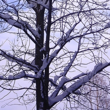 wintry-tree