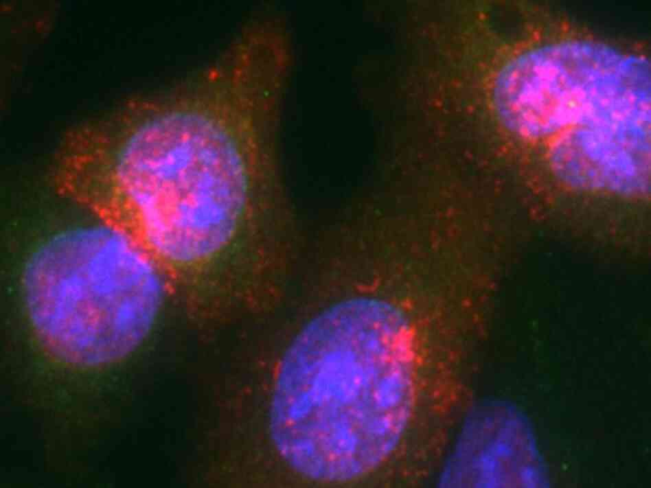 When flu viruses (in red) accumulate an escape protein too quickly, they exit the cell nucleus (in blue) before they've made enough viral copies to spread the infection.