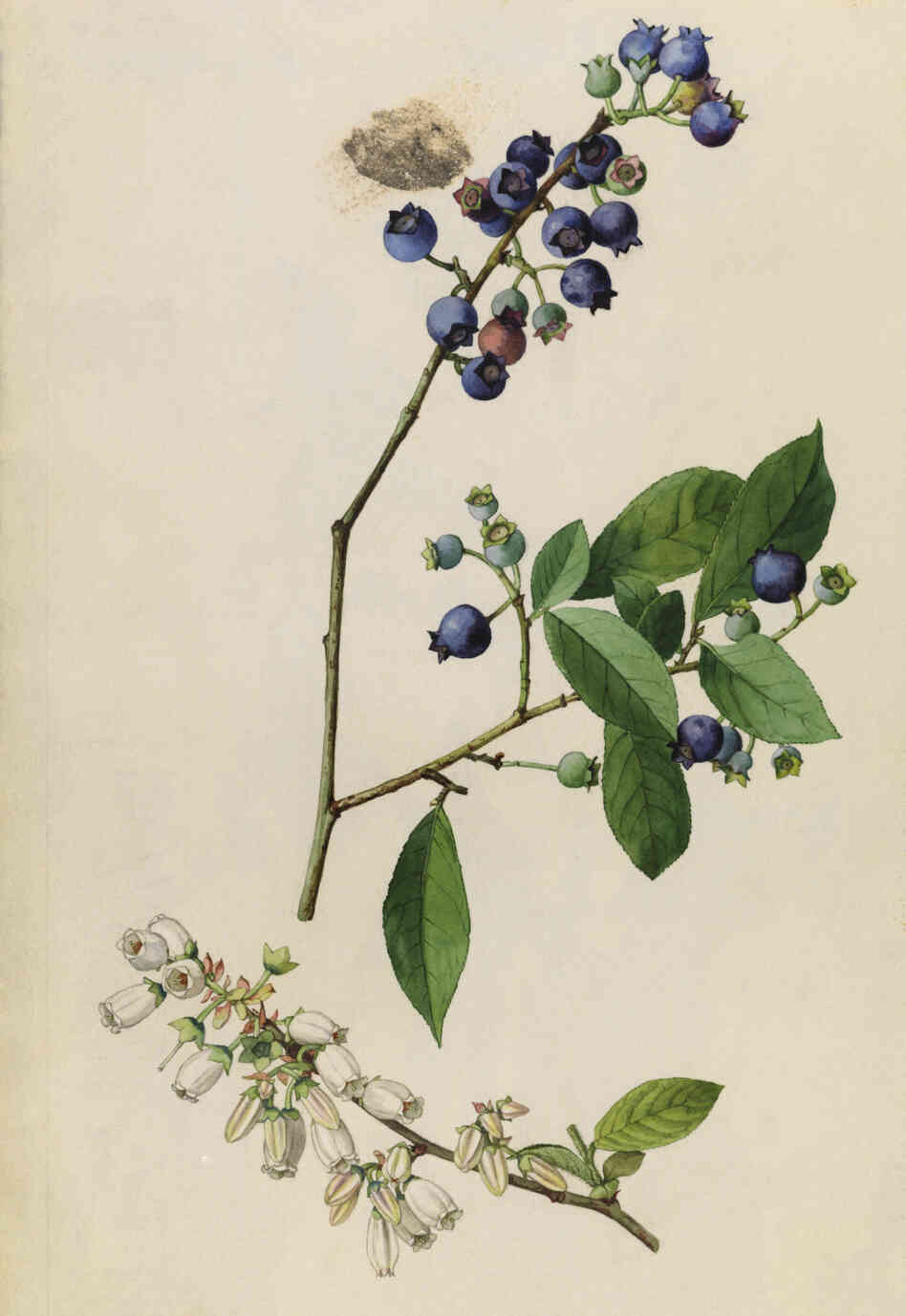 Thoreau's records showed that the first high-bush blueberries, seen in this 1919 drawing, always flowered in mid-May. Now they're seen blooming in the first week in April.