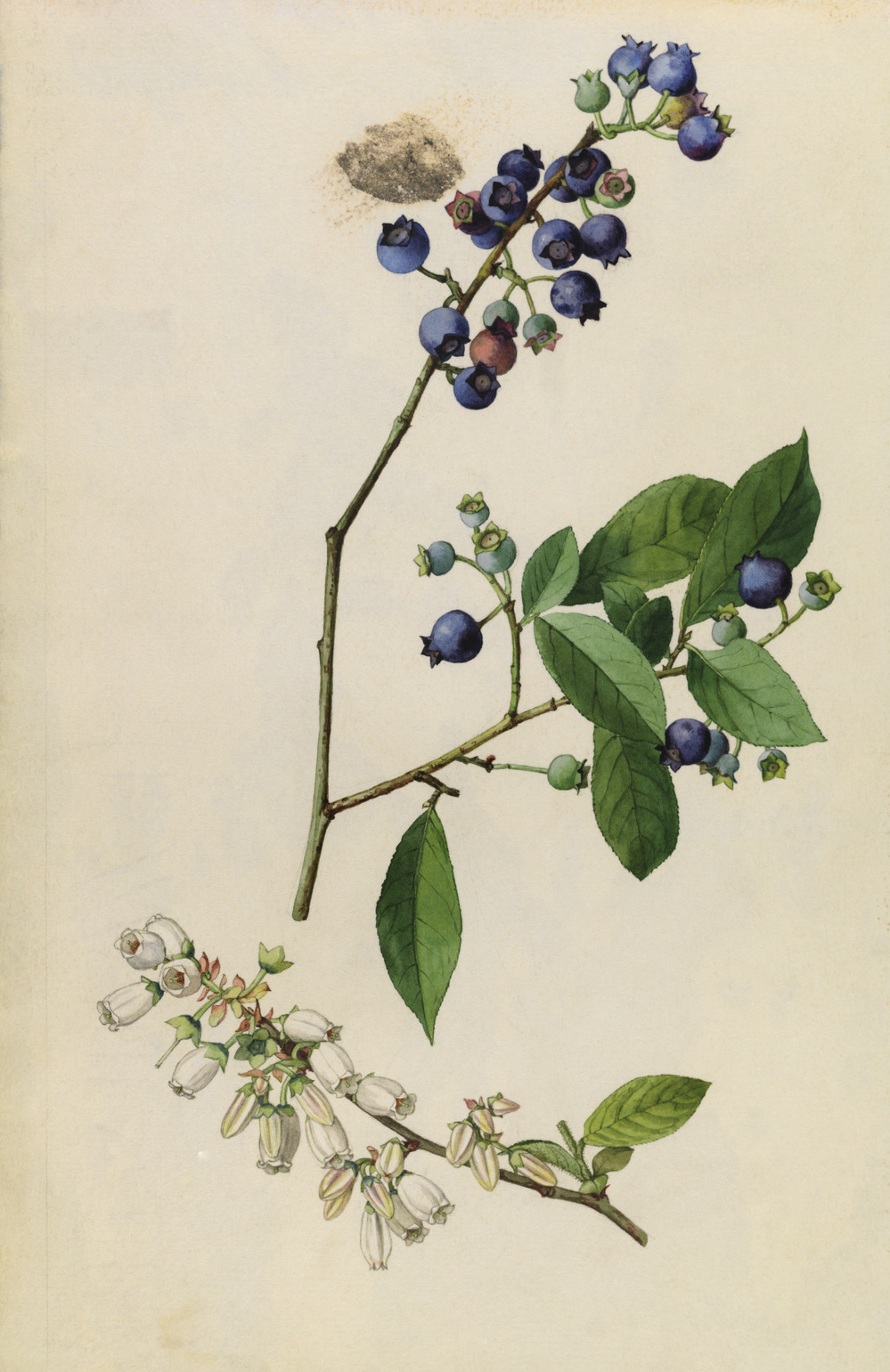 Thoreau's records showed that the first high bush blueberries, seen in this 1919 drawing, always flowered in mid-may. Now they're seen blooming in the first week in April. Thoreau's records showed that the first high bush blueberries, seen in this 1919 drawing, always flowered in mid-may. Now they're seen blooming in the first week in April.