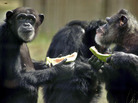 Hannah and Marty eat watermelon snacks at the Save the Chimps sanctuary. Hannah and Marty eat watermelon snacks at the Save the Chimps sanctuary.