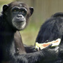 Hannah and Marty eat watermelon snacks at the Save the Chimps sanctuary. Hannah and Marty eat watermelon snacks at the Save the Chimps sanctuary.