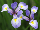 Researchers in Massachusetts and Wisconsin are comparing modern flower blooming data with notes made by Henry David Thoreau and Aldo Leopold. The sight of irises blooming during a Boston winter helped spur the research. Researchers in Massachusetts and Wisconsin are comparing modern flower blooming data with notes made by Henry David Thoreau and Aldo Leopold. The sight of irises blooming during a Boston winter helped spur the research.