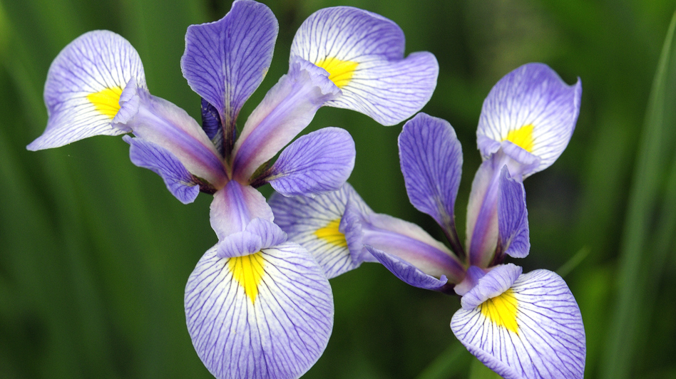Researchers in Massachusetts and Wisconsin are comparing modern flower blooming data with notes made by Henry David Thoreau and Aldo Leopold. The sight of irises blooming during a Boston winter helped spur the research.