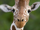 A giraffe. A giraffe.