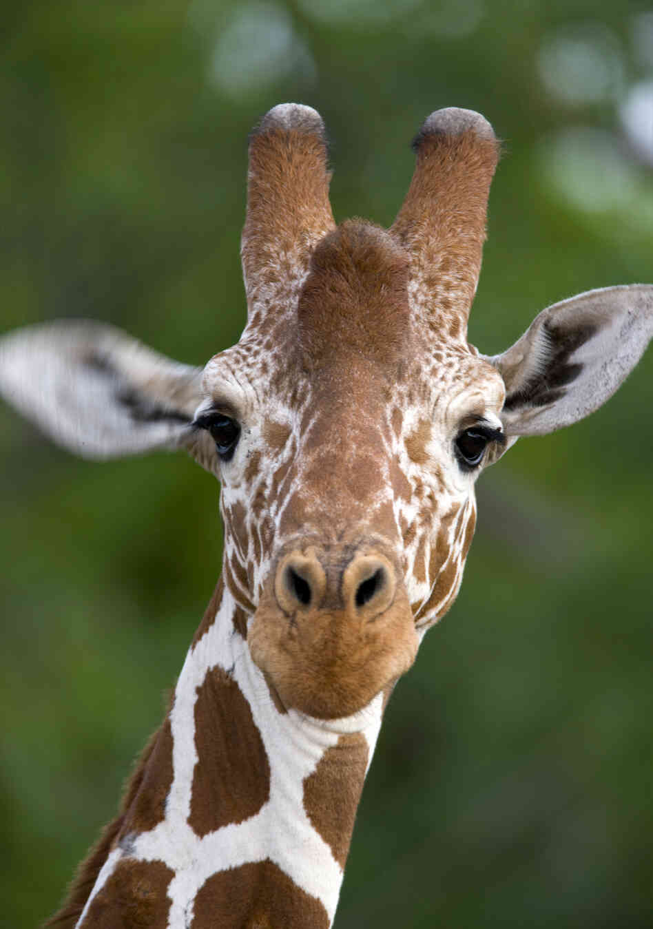 no-fists-gentlemen-just-necks-the-ali-frazier-of-the-giraffe-world