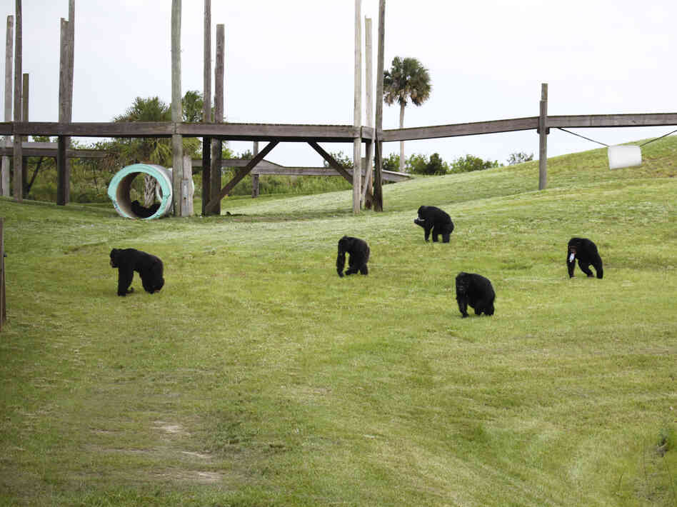 Caring for the animals at Save the Chimps costs about $15,000 per chimp per year.